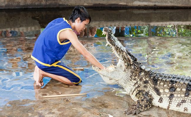 Покормить крокодила