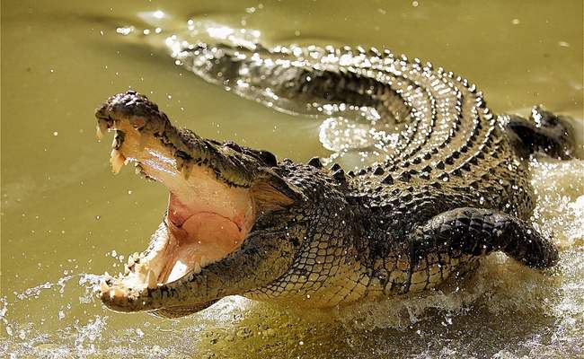 Дотронуться до крокодила